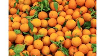 Alerta: la Unión Europea comenzó a rechazar naranjas argentinas