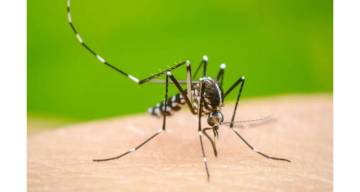 Alerta en Salta: los casos de Chikungunya subieron un 43% tras el último fin de semana largo